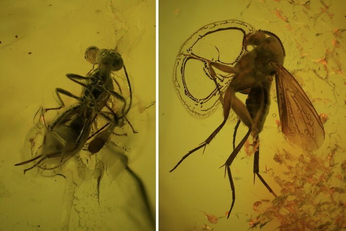 Two Fossil Flies (Diptera) In Baltic Amber #81654